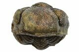 Wide Enrolled Morocops Trilobite - Morocco #296633-2